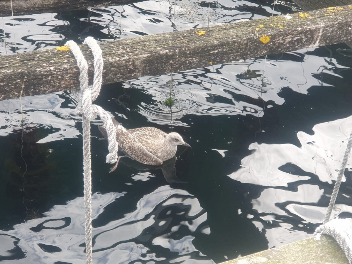 Gaviota atrapada