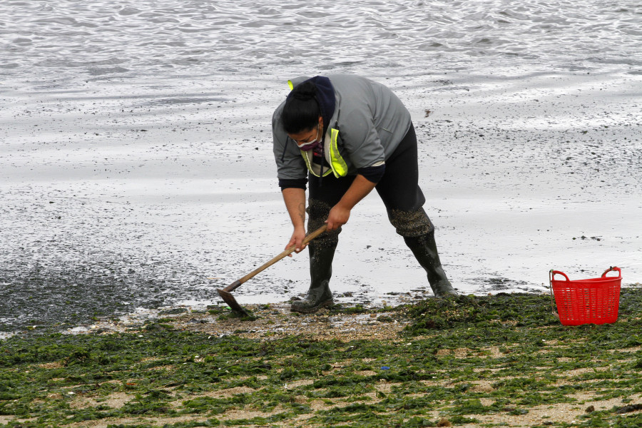 El BNG de O Grove propone la colaboración entre Concello y mariscadoras para la retirada de las algas de los arenales