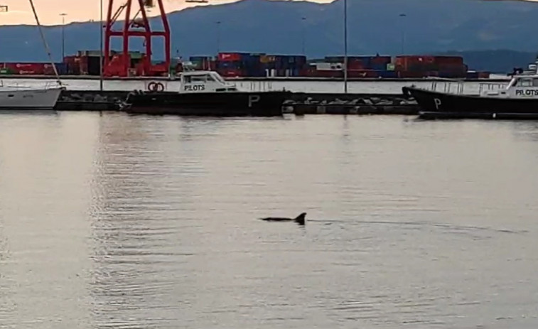 Preocupación por un delfín que lleva horas nadando de manera errática en el puerto de Vilagarcía