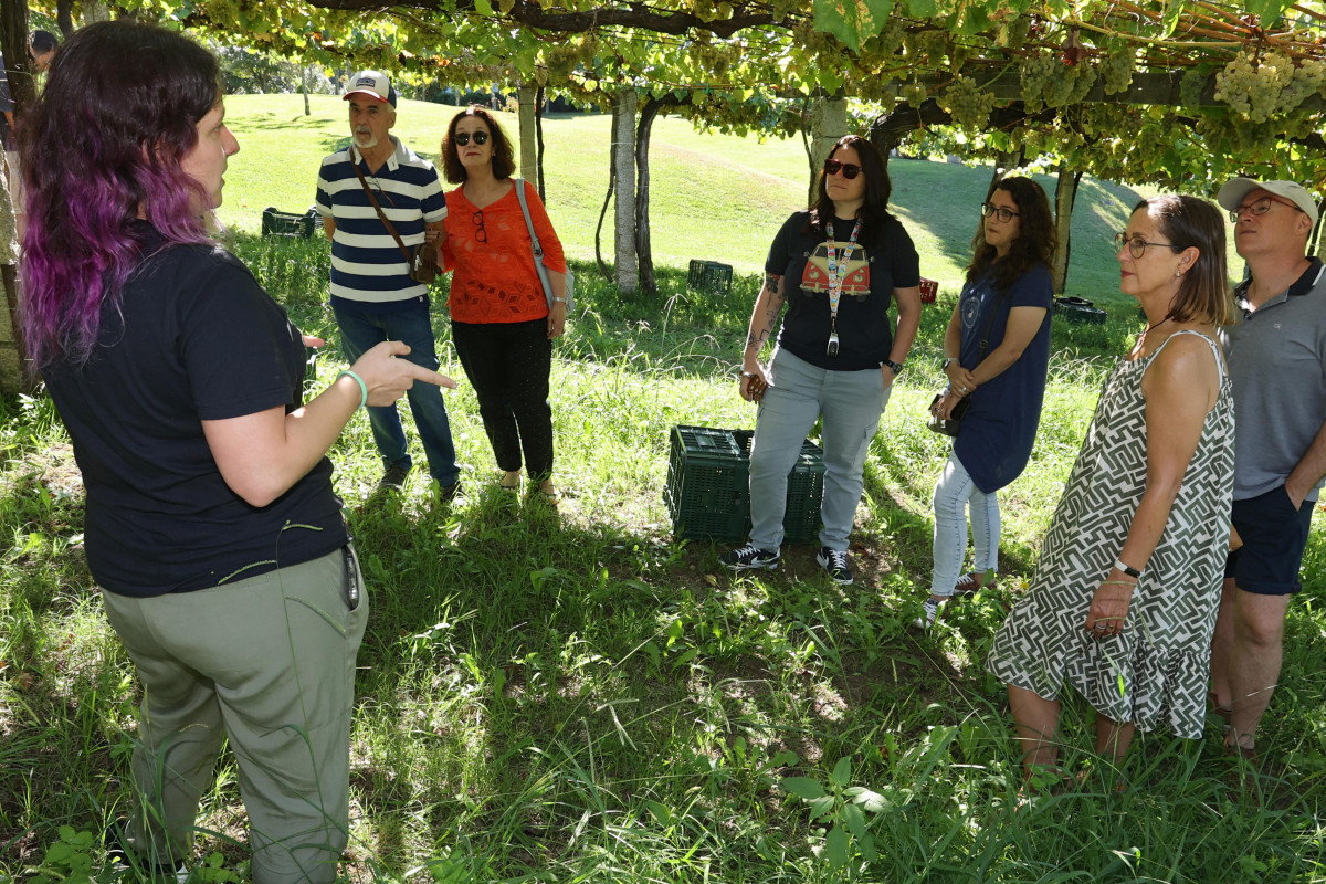 Vendimia pazo baión condes de albarei visitantes enoturismo