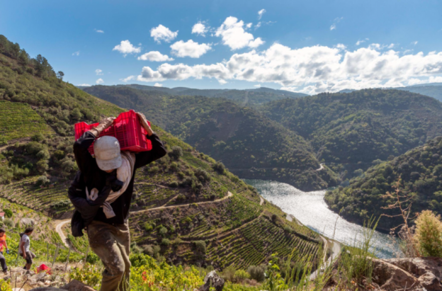 Bodegas Regina Viarum inicia la vendimia en Ribeira Sacra y presenta sus Jornadas Heroicas