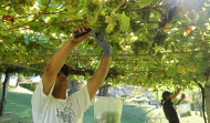 La vendimia de la DO Rías Baixas se sitúa como la más abundante de su historia con 44 millones