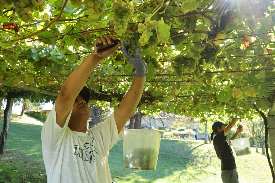 La vendimia de la DO Rías Baixas se sitúa como la más abundante de su historia con 44 millones