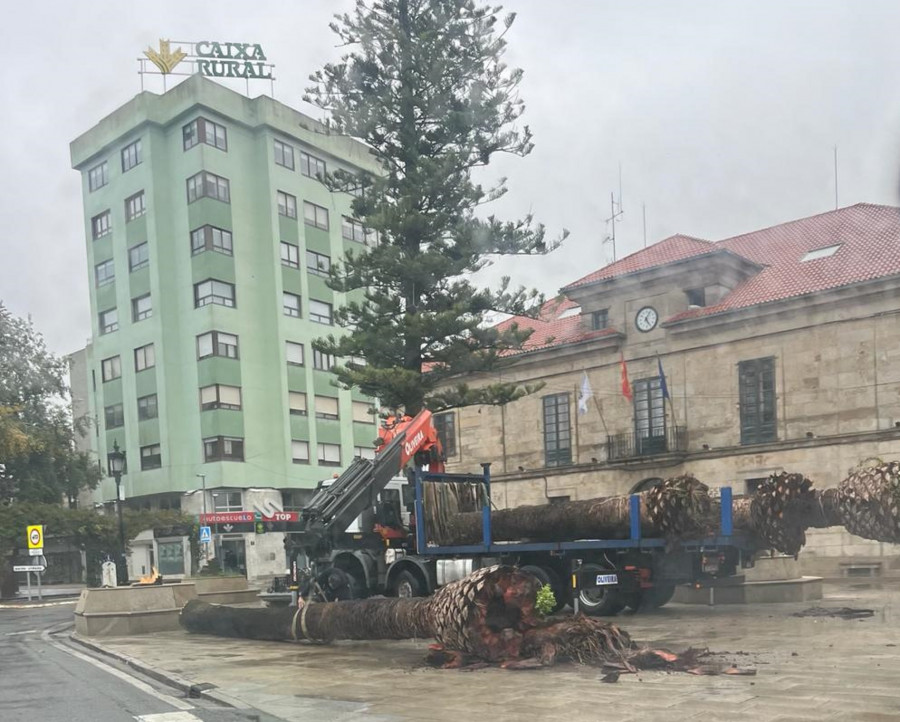 El picudo obliga a talar también las palmeras de la Praza do Concello en Cambados