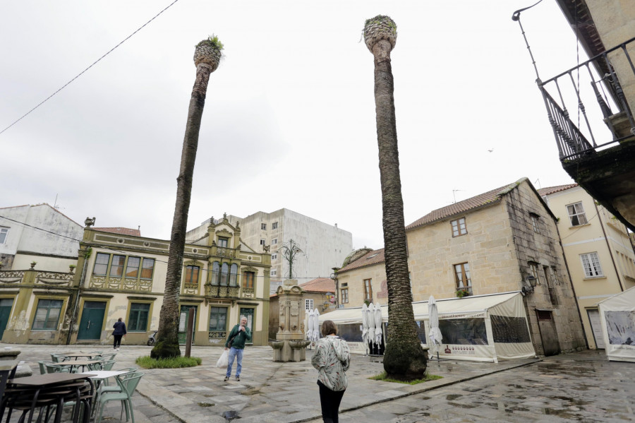 Cambados tala también las palmeras de Alfredo Brañas y cortará otra junto a Exposalnés