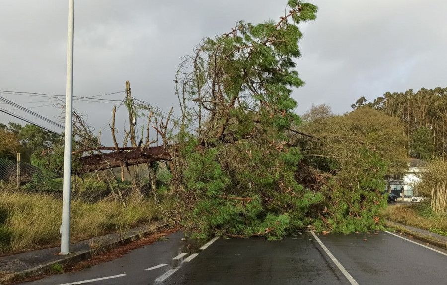 La caída de un pino de gran tamaño corta por completo la carretera AC-305 en As Saíñas, en Ribeira