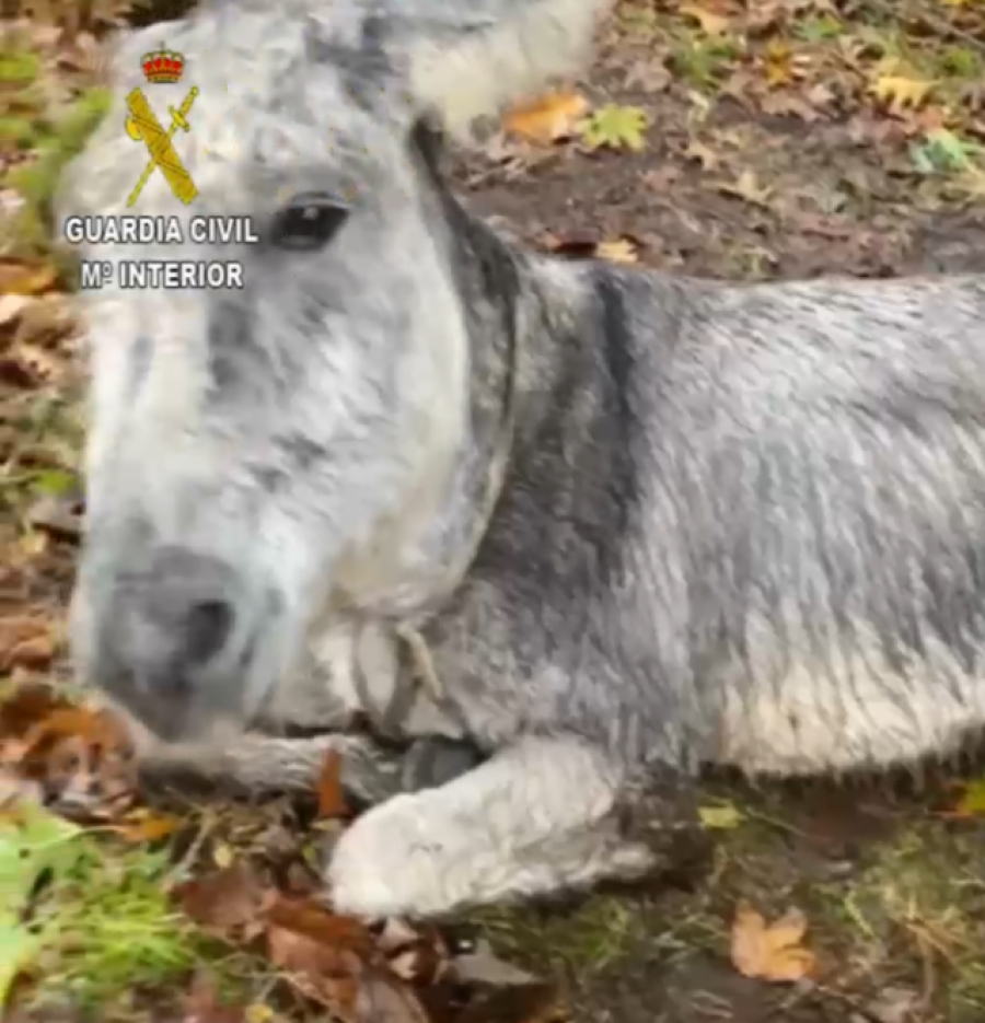 Investigan a un vecino de Dumbría por maltratar a un burro