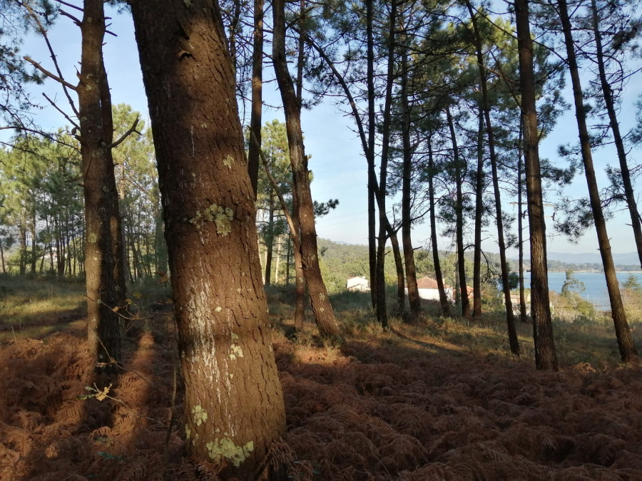 Demandan la nulidad de la asamblea de comuneros de Abanqueiro que acordó ceder el monte de O Chazo para un camping