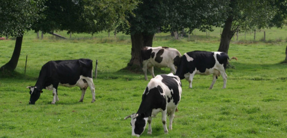 El Sindicato Labrego Galego denuncia nuevos recortes en los precios de la leche