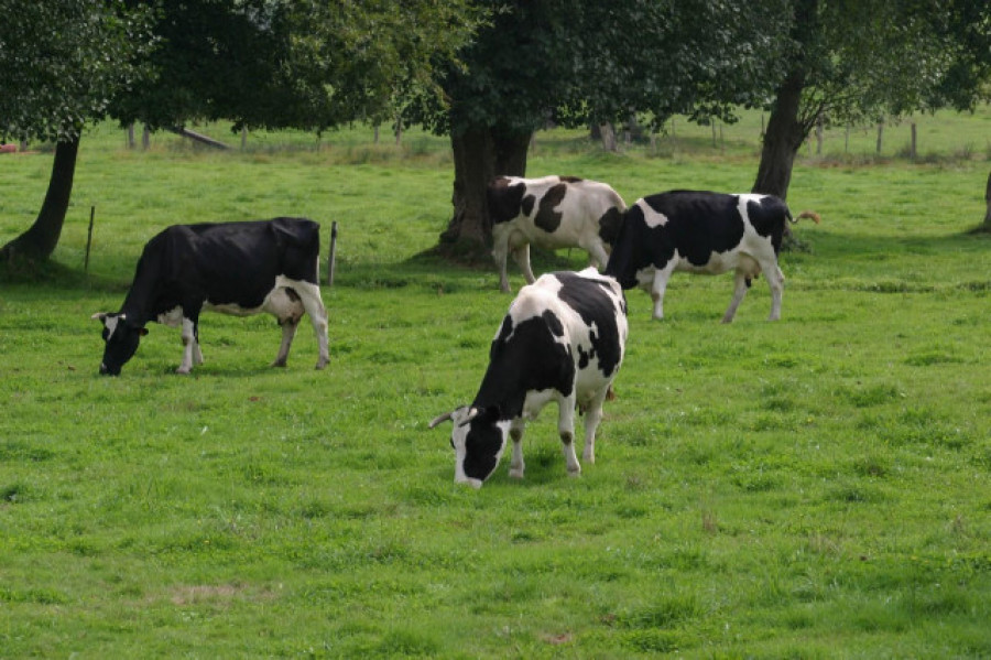 El Sindicato Labrego Galego denuncia nuevos recortes en los precios de la leche