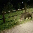 Jabalíes en A Coruña: el retorno