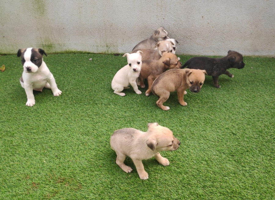 Refuerzan con 1,4 millones de euros el CAAN, que recibirá también gatos para esterilización