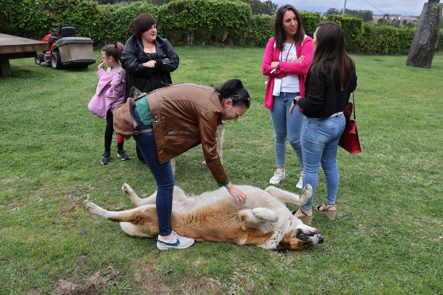 Repostería canina y revestimientos con conchas, entre los finalistas del concurso de emprendimiento de Vilagarcía