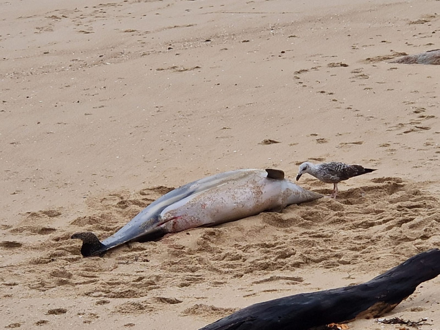 La última borrasca arrastró once delfines muertos hasta diferentes playas de Boiro, A Pobra y Ribeira