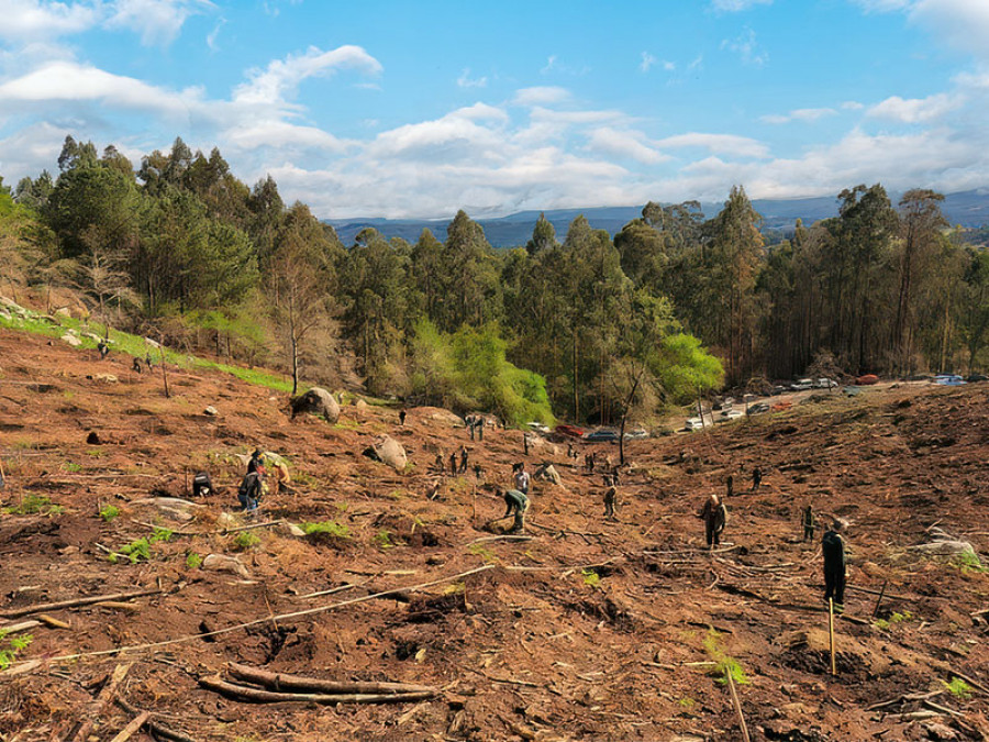 El Portamérica celebrará en Portas su iniciativa de reforestación “unha entrada, unha árbore”