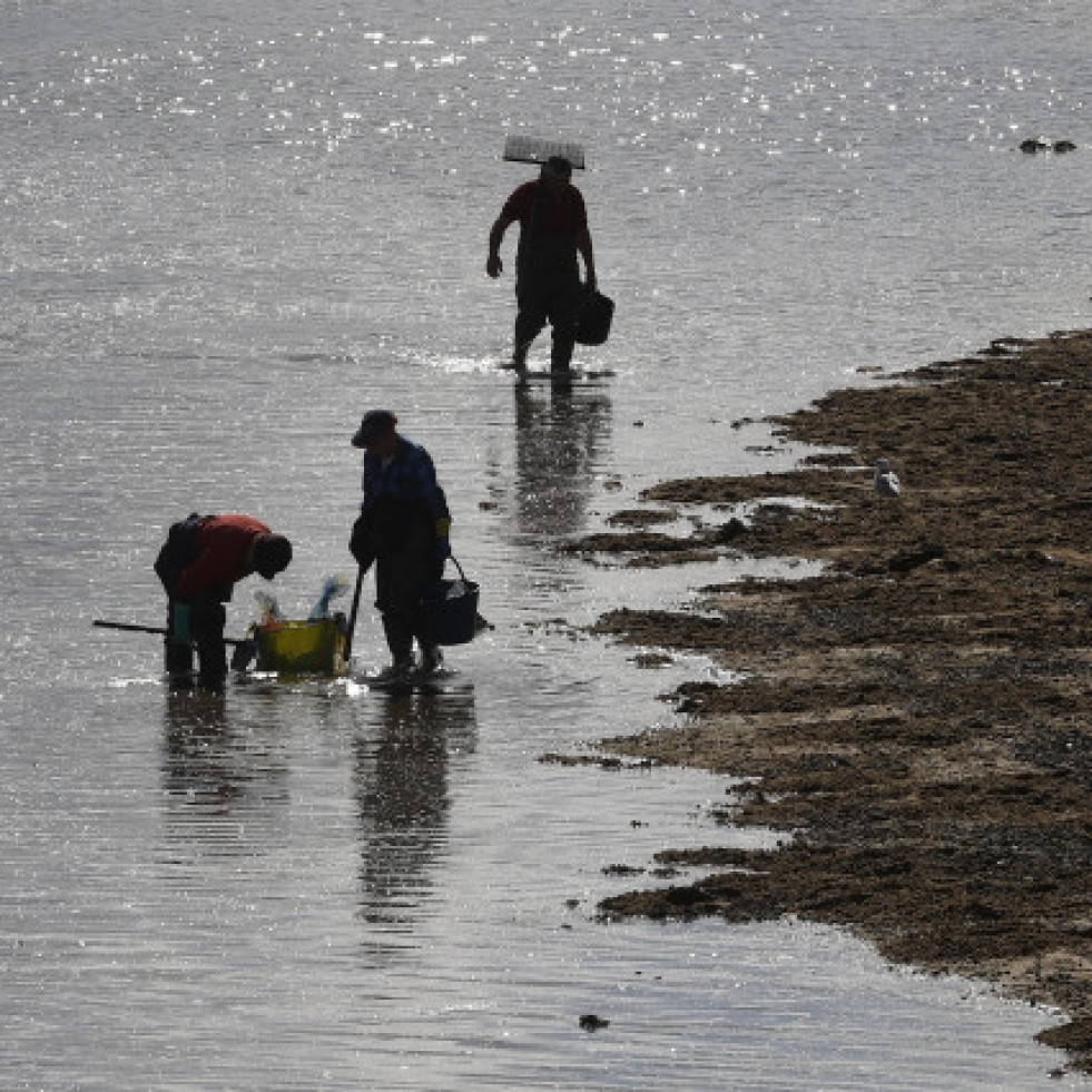 La Xunta concede más de 108.000 euros a cofradías de Arousa para regenerar zonas de marisqueo