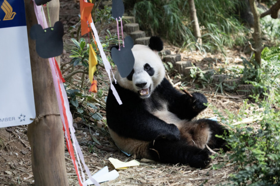 El panda de China que pasa de macho a hembra a los cuatro años