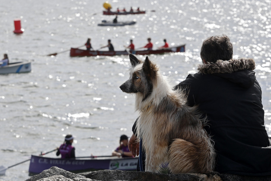 O Salnés avanza como destino petfriendly con una web específica con todo para este turismo