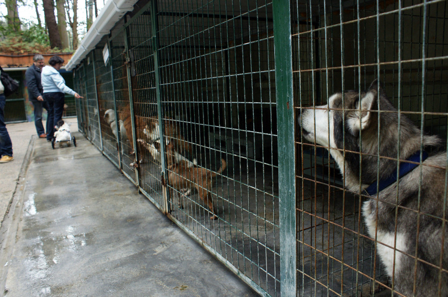 El Refugio de Cambados busca con urgencia casas para tres perros mayores: “No sabemos cuánto aguantarán”