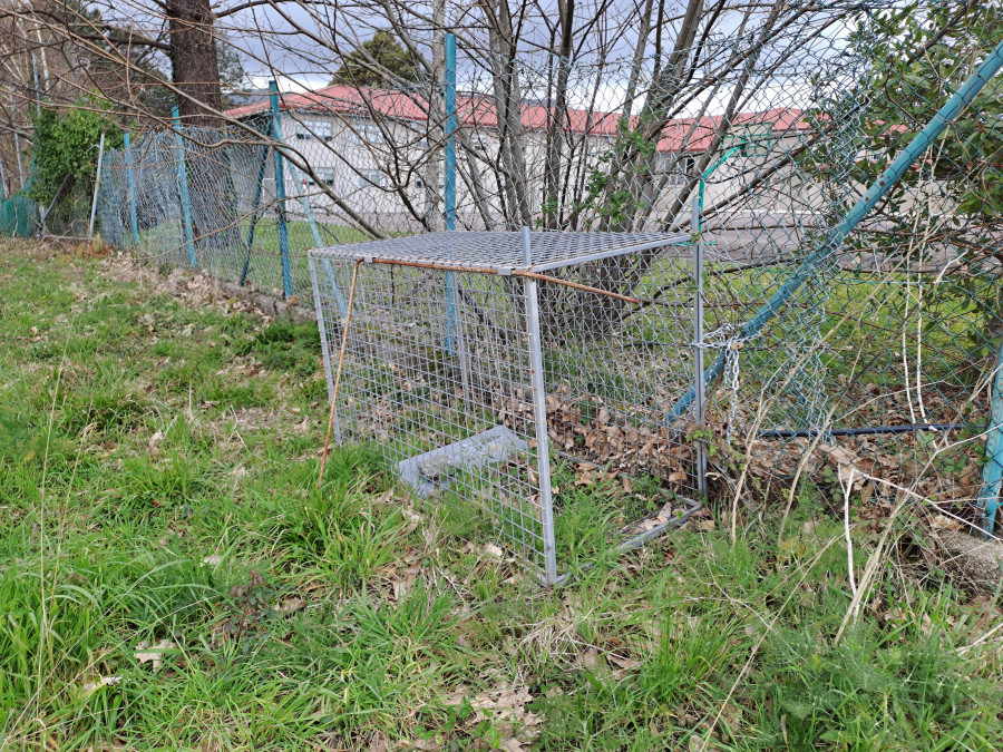 Preocupación e incertidumbre por la presencia de una jaula trampa en la zona de Espiñeira, en Boiro