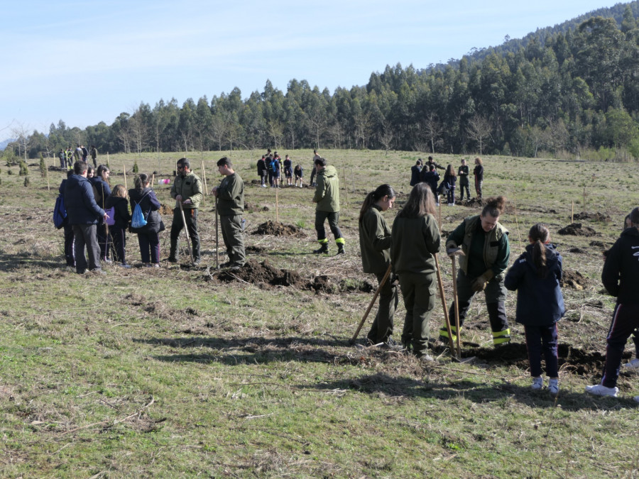 Plantan 85 nuevos árboles en Pinar do Rei