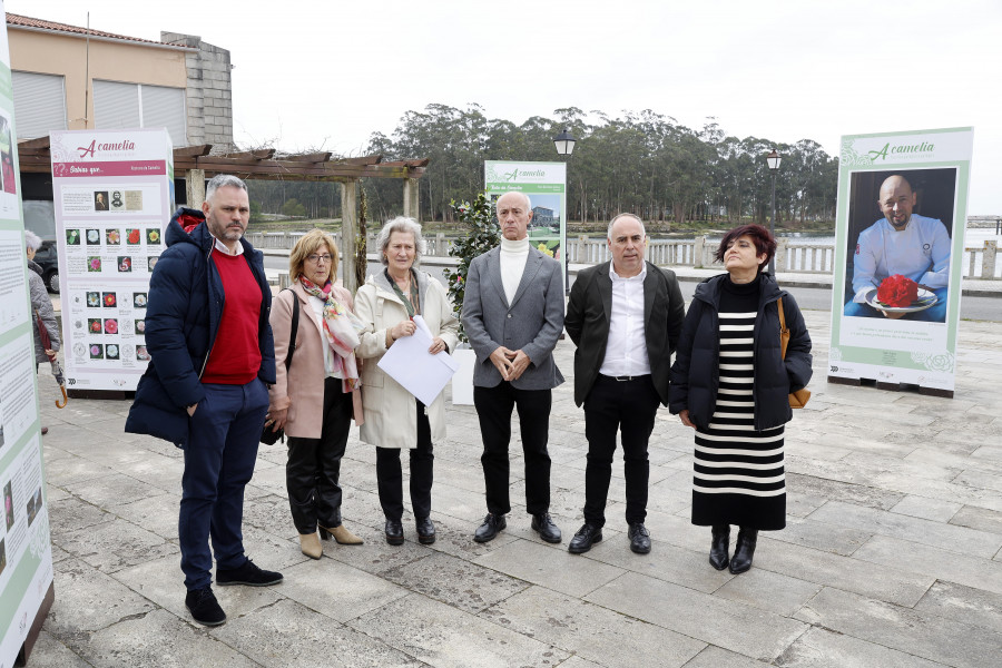 Vilanova recibe una exposición itinerante sobre la camelia y sus tés, aceites y aplicaciones culinarias