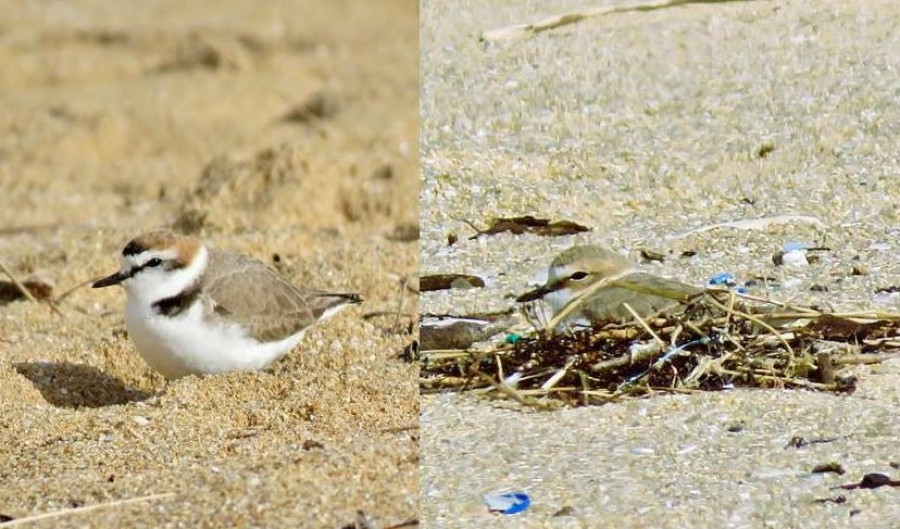 La Píllara das dunas empieza a preparar sus nidos en las playas de O Grove