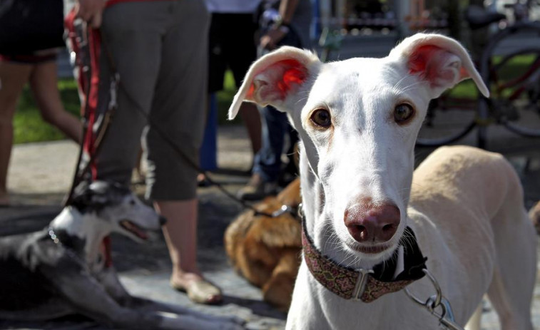 El galgo que escapó del incendio de Procoarsa alcanzó una velocidad de 45 kilómetros por hora