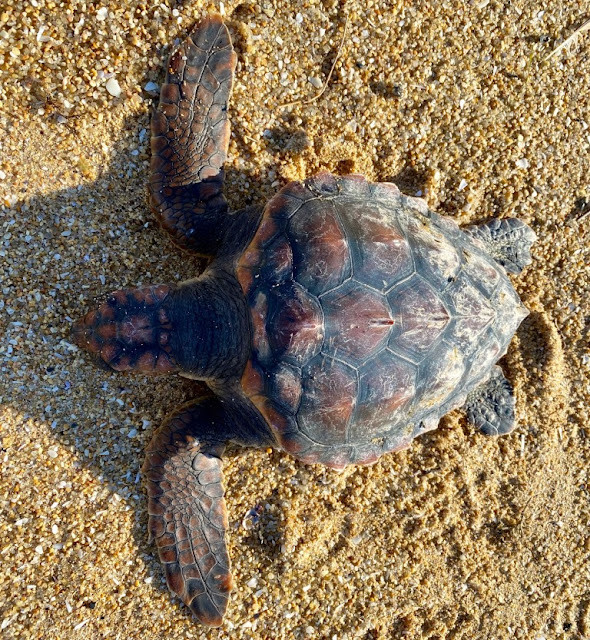 Tortuga a lanzada