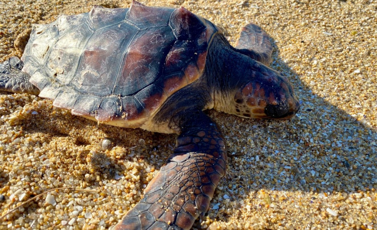 Un ejemplar de tortuga marina aparece muerto en A Lanzada