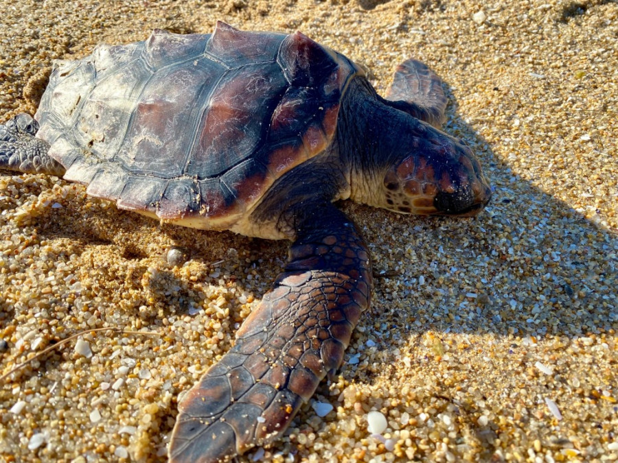 Un ejemplar de tortuga marina aparece muerto en A Lanzada