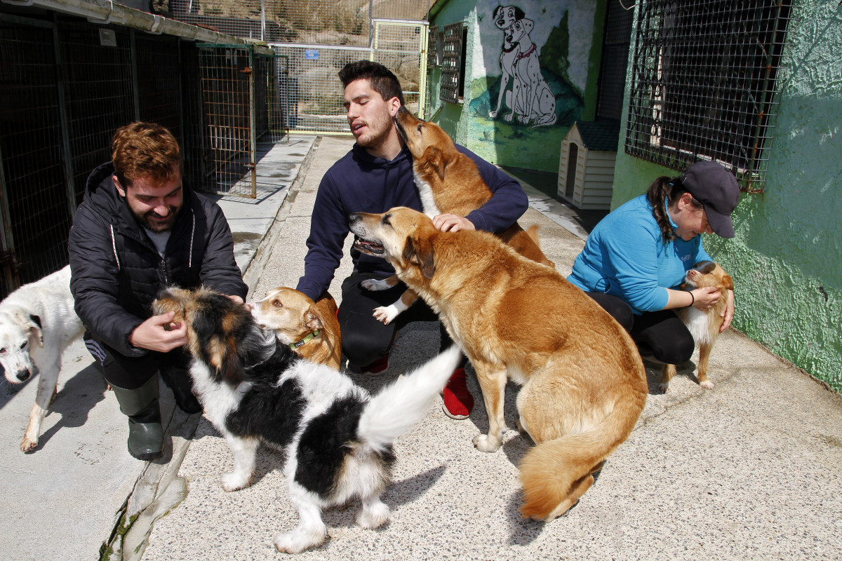 Perros refugio de cambados