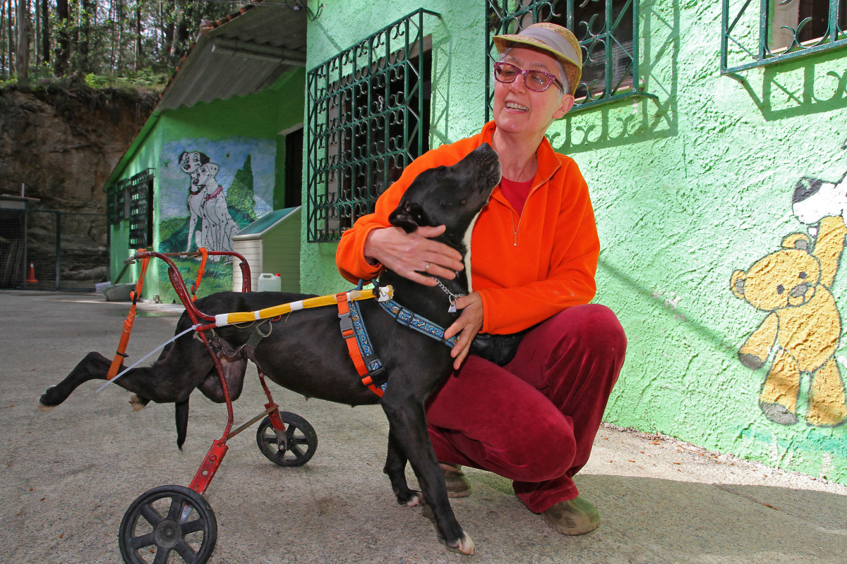 Tinta perro refugio cambados