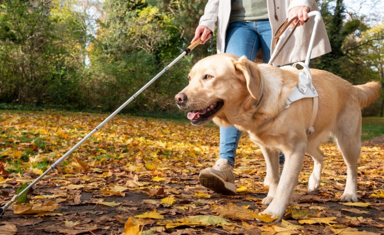 ¿Cómo se adiestra a un perro guía?