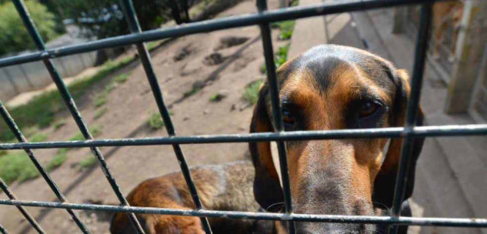 Detenida una persona en Santiago por un delito de maltrato animal