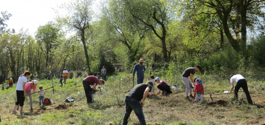 Programadas cuatro nuevas jornadas de voluntariado para la eliminación de especies exóticas invasoras en O Barbanza