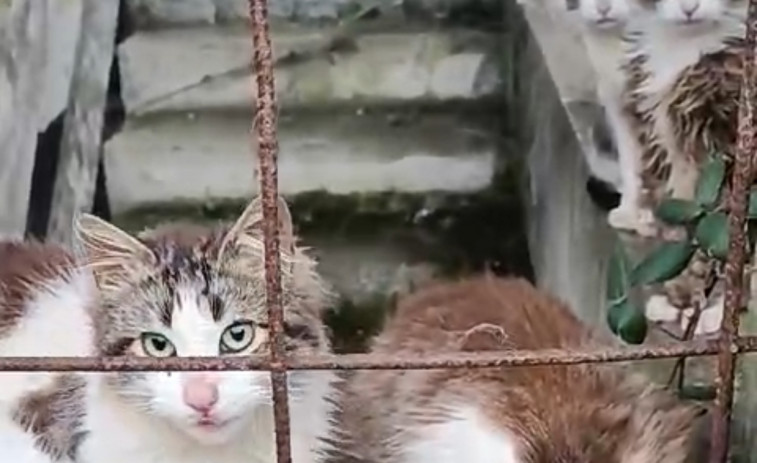 Callejeros Barbanza denuncia la misteriosa desaparición de la mayor parte de una colonia de gatos en una urbanización inacabada de Escarabote