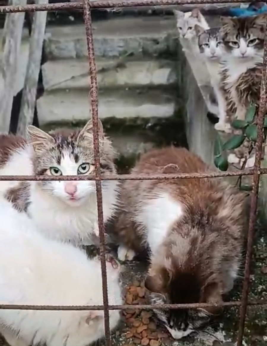 Callejeros Barbanza denuncia la misteriosa desaparición de la mayor parte de una colonia de gatos en una urbanización inacabada de Escarabote