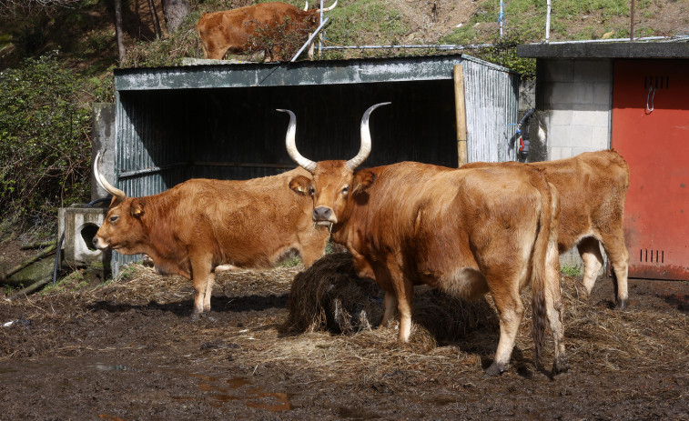 Los comuneros de San Vicente de O Grove celebran la sexta edición de su Festa da Vaca Cachena