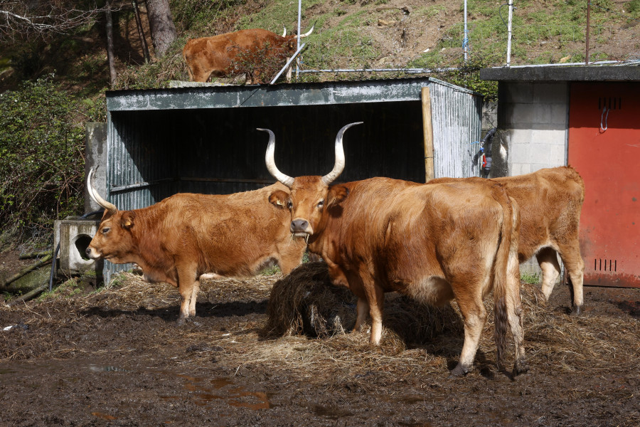 Los comuneros de San Vicente de O Grove celebran la sexta edición de su Festa da Vaca Cachena