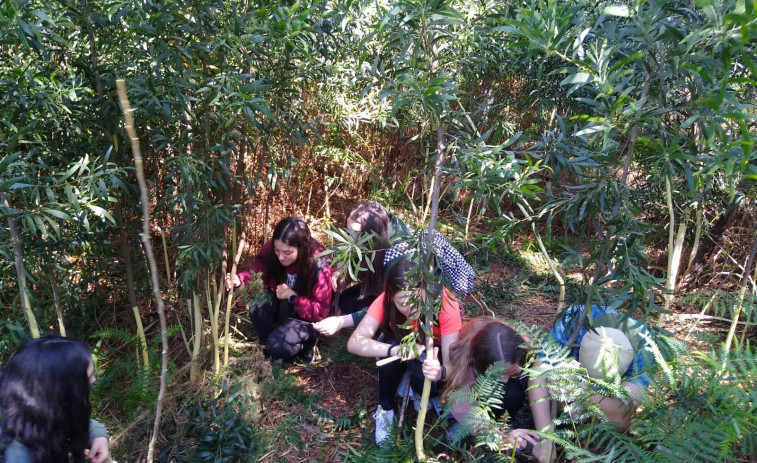 Eliminadas 500 acacias negras del entorno arqueológico del Monte da Pena por medio centenar de alumnos del IES Félix Muriel de Rianxo