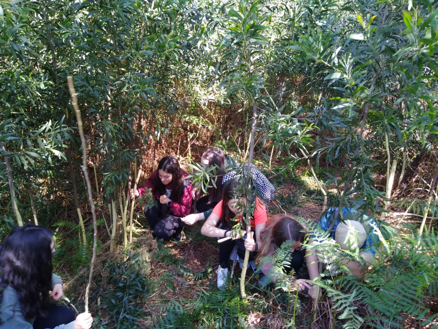 Eliminadas 500 acacias negras del entorno arqueológico del Monte da Pena por medio centenar de alumnos del IES Félix Muriel de Rianxo