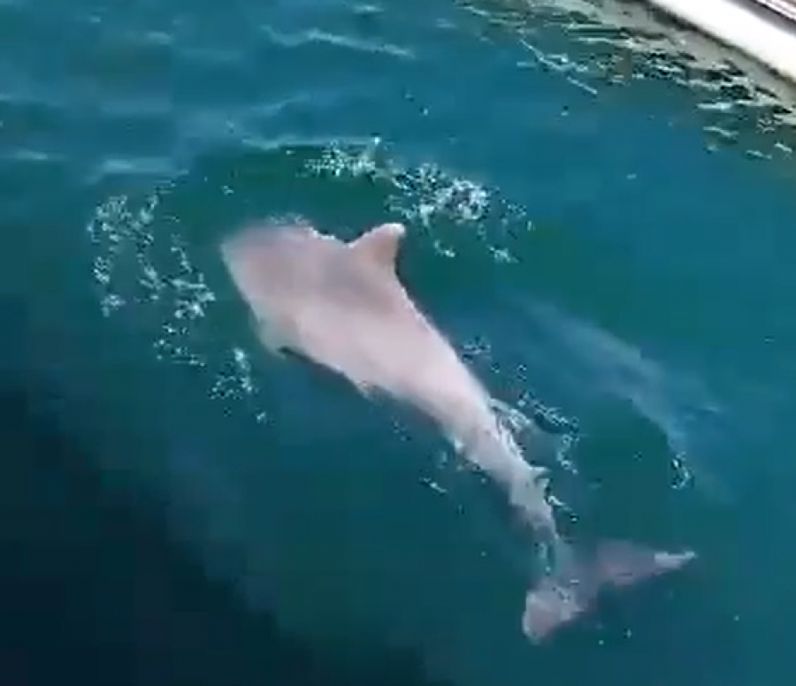 Buffet libre de pescado para un arroaz con vistas al muelle deportivo de Vilagarcía