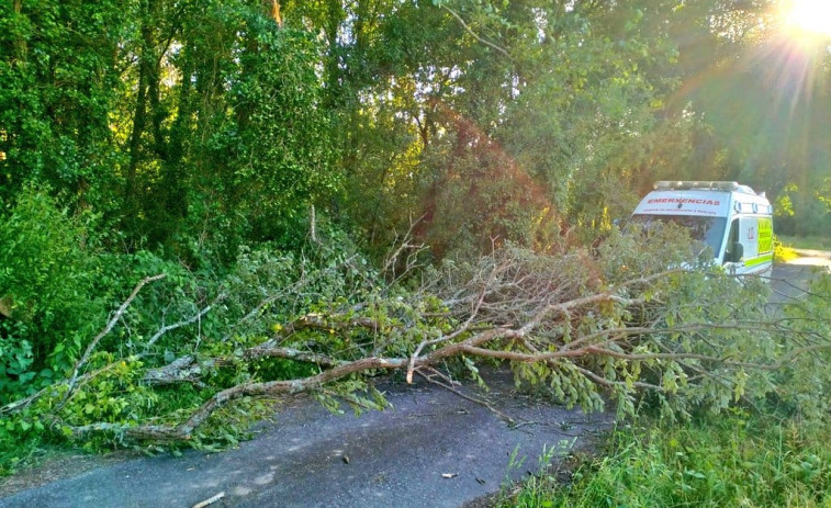 Emerxencias de Cambados retira un gran árbol caído sobre un vial