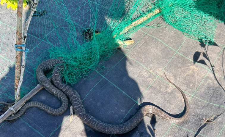 El rescate de una serpiente de un metro en Moreira Casal obliga a cortar la calle