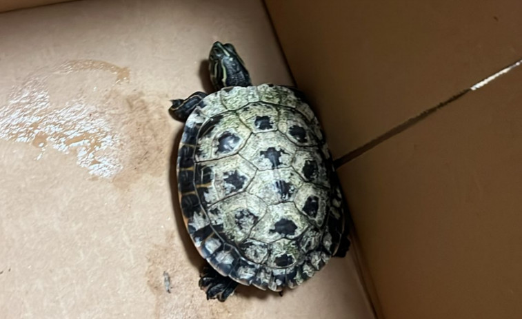 Aparece una tortuga de una especie exótica en la Rúa Canarias, en pleno centro del casco urbano de Ribeira