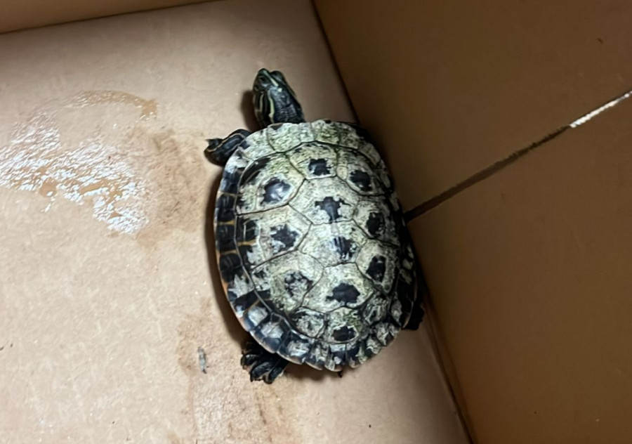 Aparece una tortuga de una especie exótica en la Rúa Canarias, en pleno centro del casco urbano de Ribeira