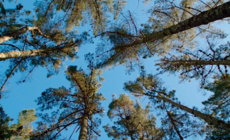 El primer bosque de Naturgy está en Cabanas y tiene cinco tipos de árboles