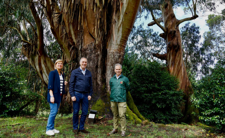 A Xunta dotou de máis de 11.500 euros ao Pazo de Rubiáns para a conservación de árbores senlleiras