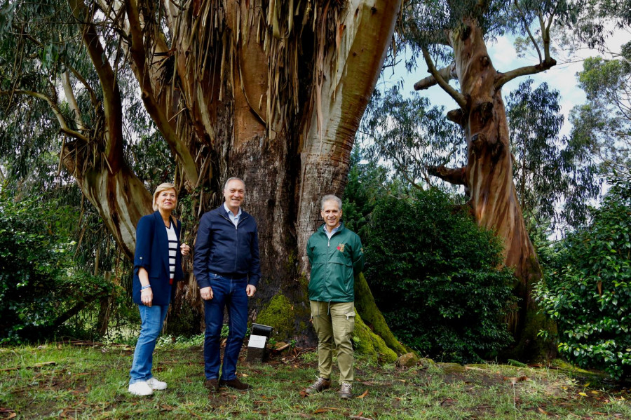 A Xunta dotou de máis de 11.500 euros ao Pazo de Rubiáns para a conservación de árbores senlleiras